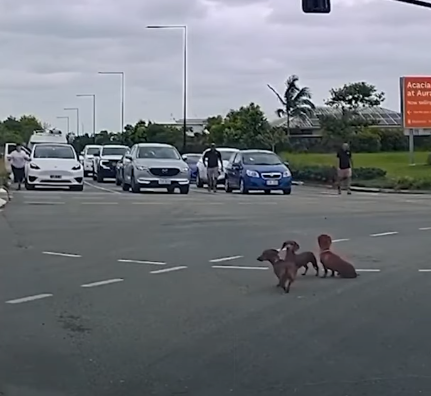 tres perros salchicha teckels abandonados desde el coche