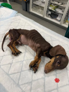maltrato a un teckel en el reino unido