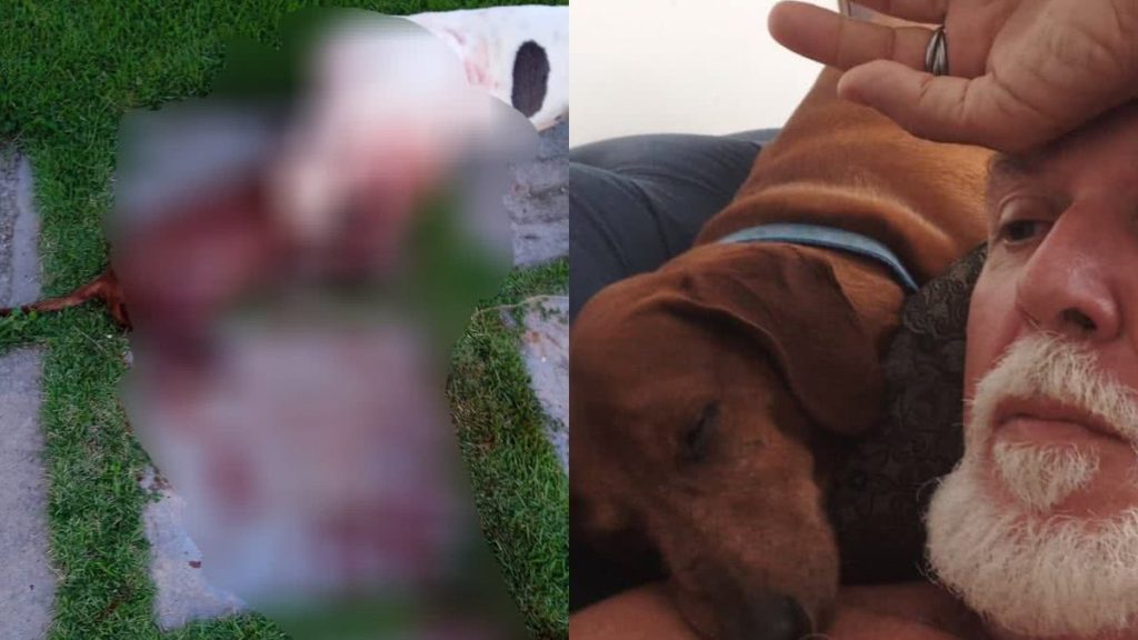 Teckel muere tras defender a su dueño
