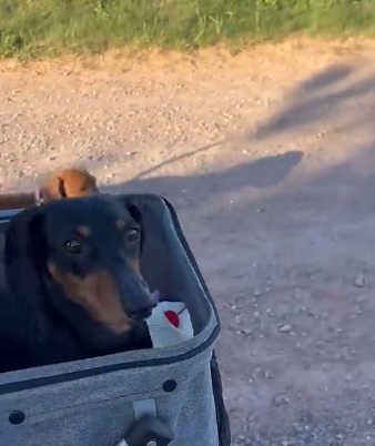 Teckel con discapacidad viral tiktok 2025