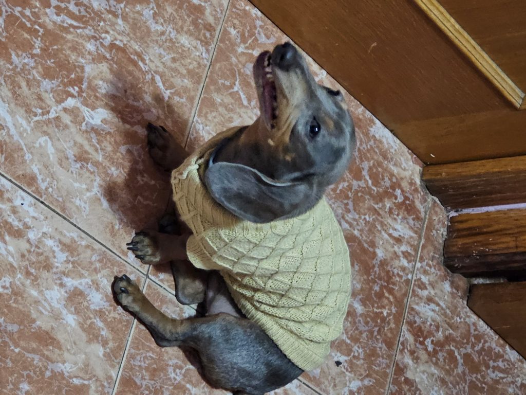 perro salchicha teckel ladrando