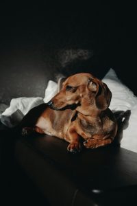 perro teckel relajado en una casa, bienestar