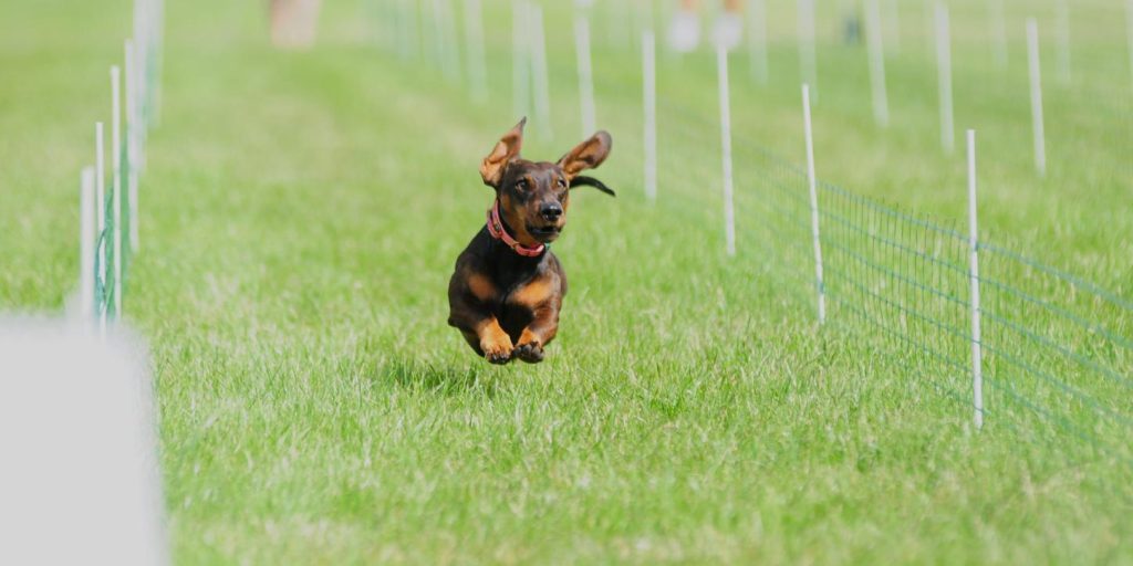 Fiete el perro salchicha que ganó la carrera oficial de teckels en alemania 2025