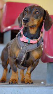 Fiete el perro salchicha que ganó la primera carrera oficial de teckels en Alemania