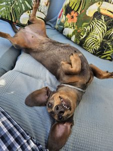 perro salchicha teckel feliz