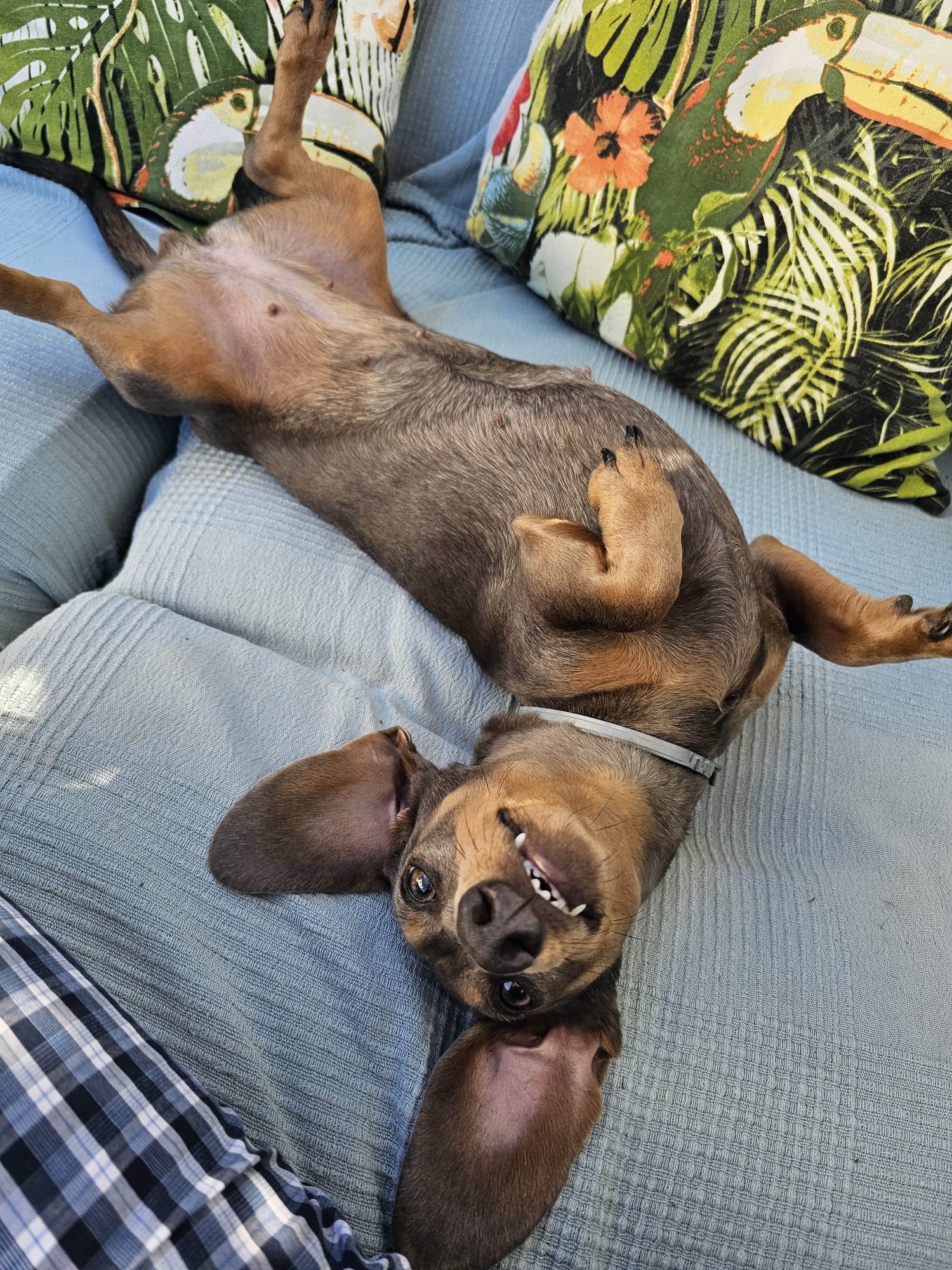 perro salchicha teckel feliz